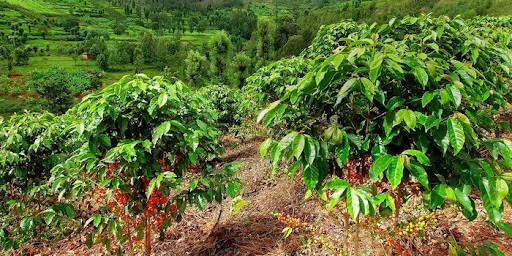 Cà phê Arabica được người Pháp đưa vào miền Bắc Việt Nam