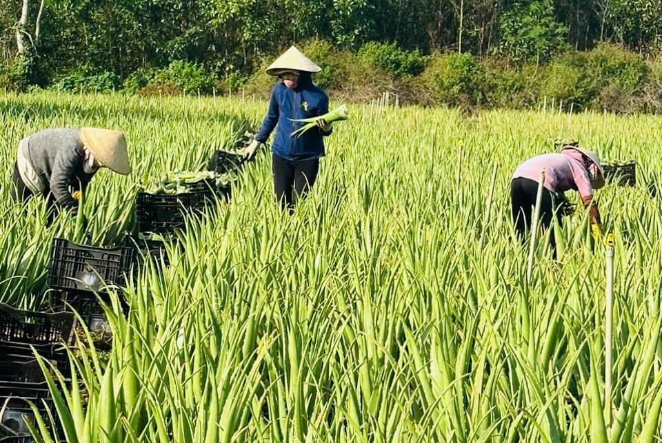 khởi nghiệp